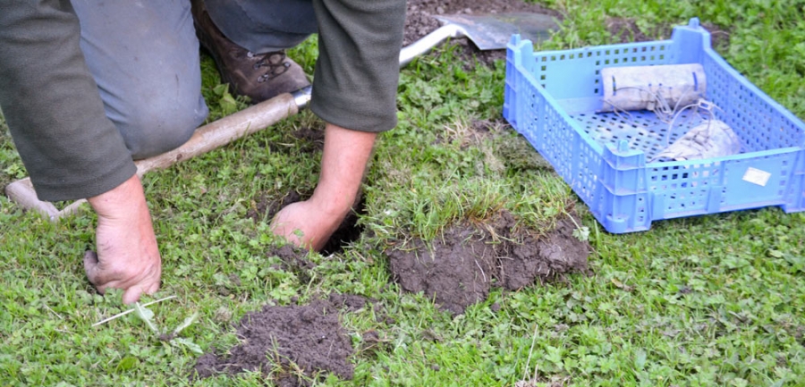 Catching moles early – professional mole control advice from NCS