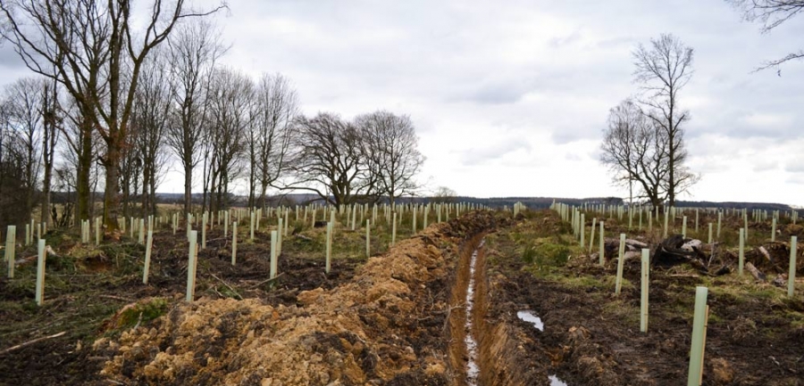 Tree, hedge and shrub planting in Northumberland