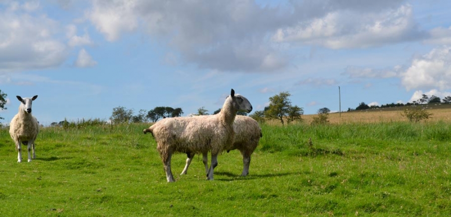 Professional grass cutting and lawn mowing in Northumberland