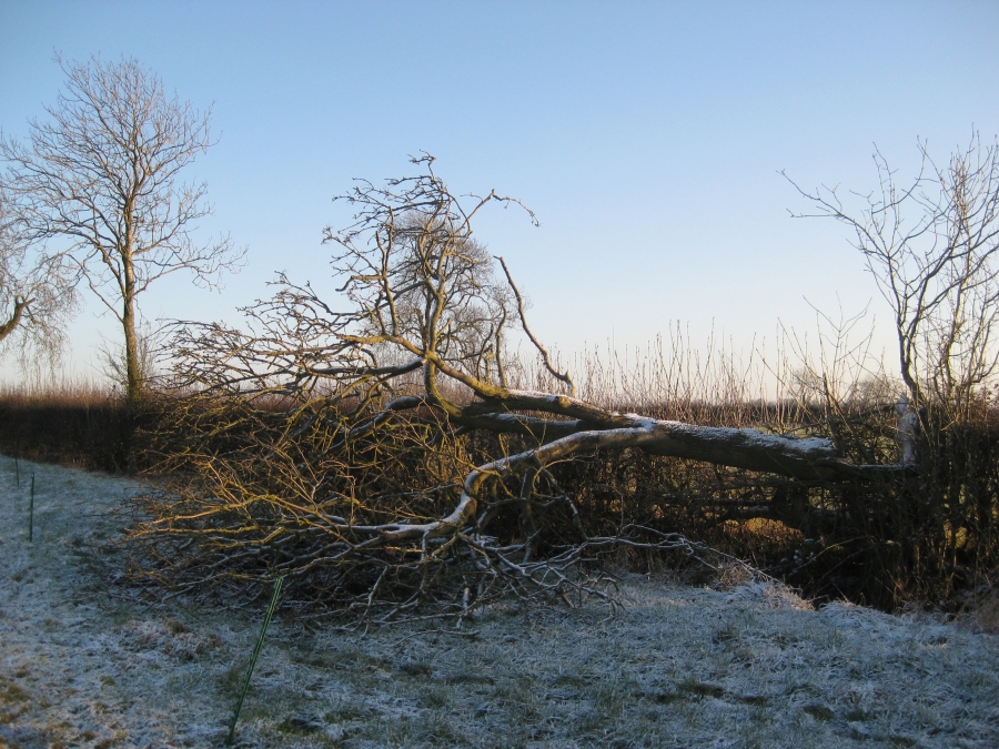 Storm-damaged trees requiring emergency felling in Northumberland