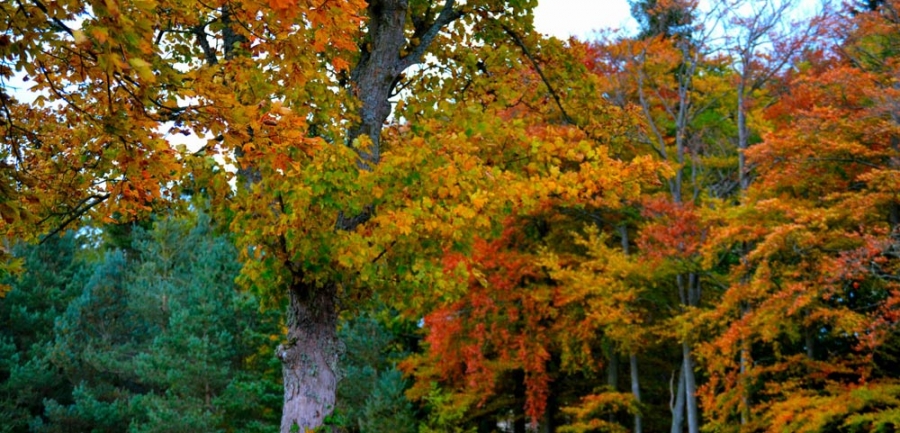 Woodland establishment and management services in Northumberland