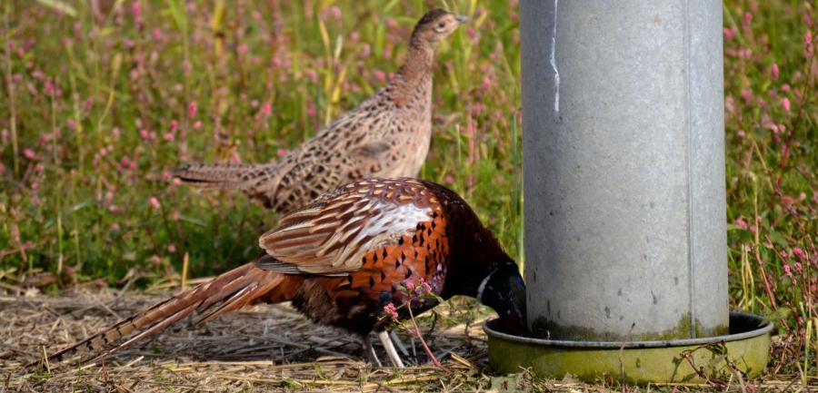 Woodland management and forestry services in Northumberland