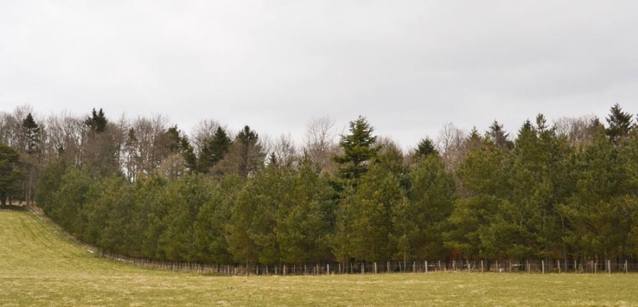 Timber conversion and firewood log production in Northumberland