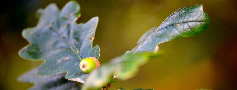 About Northumberland Country Services – family-run land management business