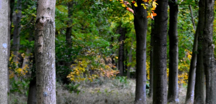 Tree felling and dismantling services in Northumberland