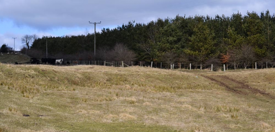 NPTC-certified herbicide spraying and weed control in Northumberland