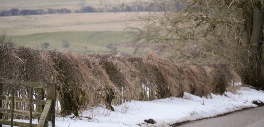 Hedge trimming and cutting services in Northumberland
