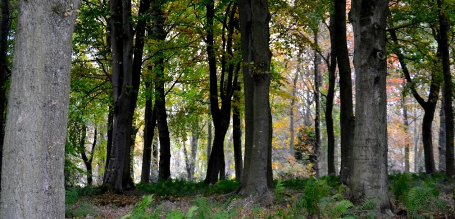 Tree planting to establish successful woodland in Northumberland