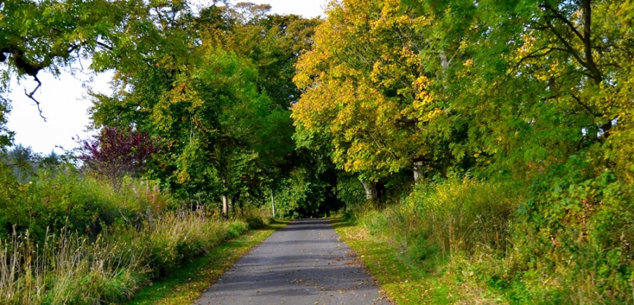 Strimming and scrub clearance services in Northumberland