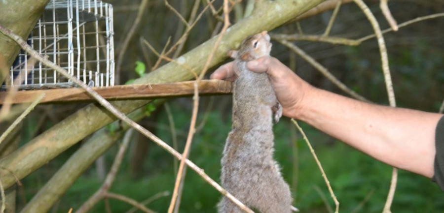 Vermin and mole control pest management in Northumberland