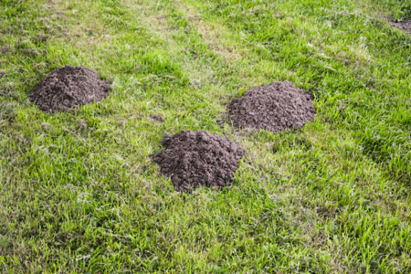 Vermin and mole control services in Northumberland