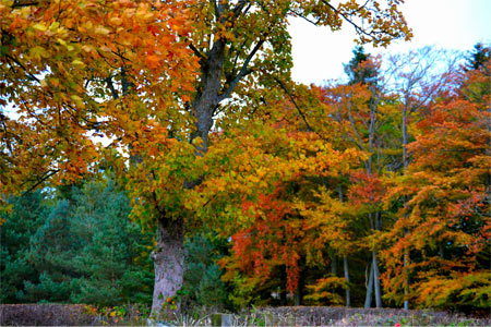 Woodland management and forestry services in Northumberland